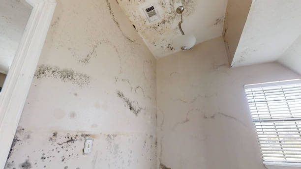 Best Water Damage & Mold Remediation  in Airy Heights, WA