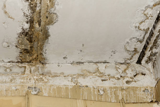 Best Industrial Mold Remediation  in Airy Heights, WA