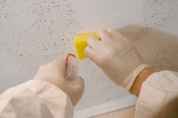 Best Mold Remediation for Vacation Homes  in Airy Heights, WA