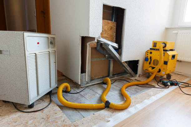 Best Black Mold Removal  in Airy Heights, WA