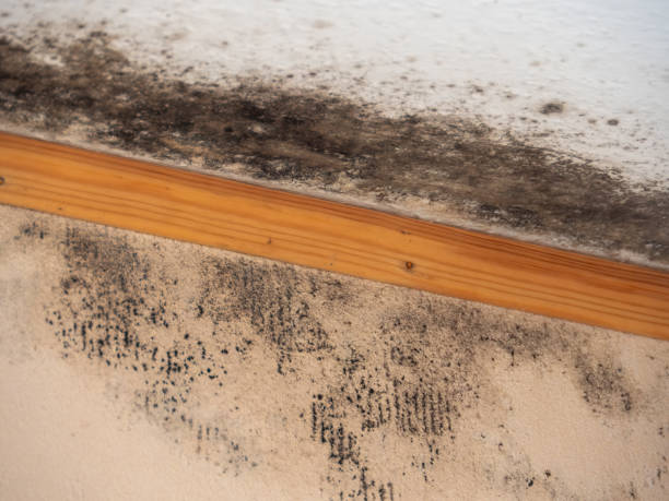 Best Attic Mold Removal  in Airy Heights, WA