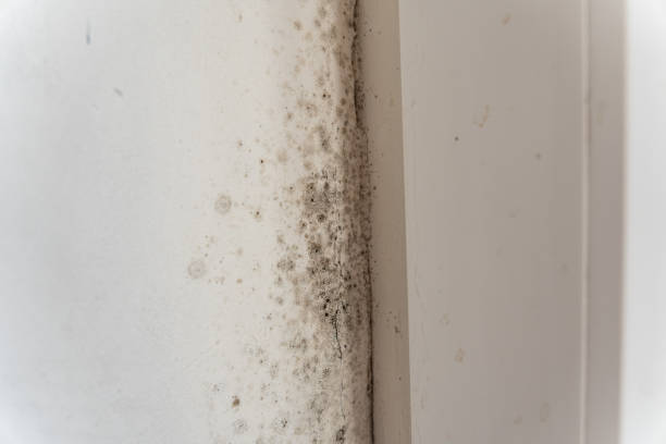 Best Commercial Mold Inspection  in Airy Heights, WA